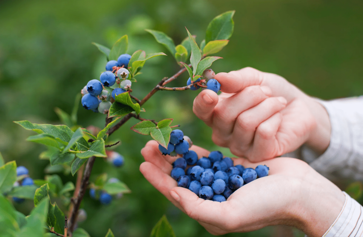 Health Benefits of Blueberries