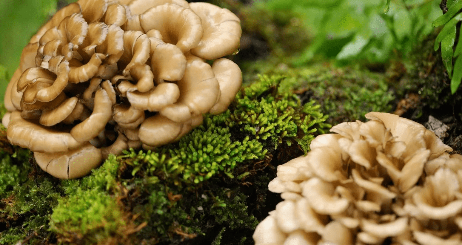 Maitake Mushrooms