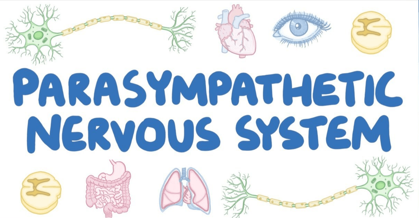 Parasympathetic Nervous System